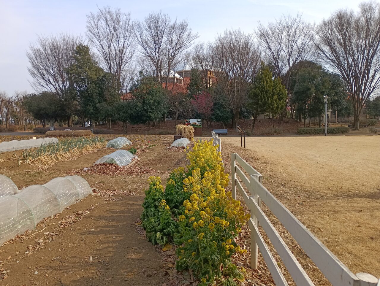 2026パティオ冬野菜＆こどもまつり