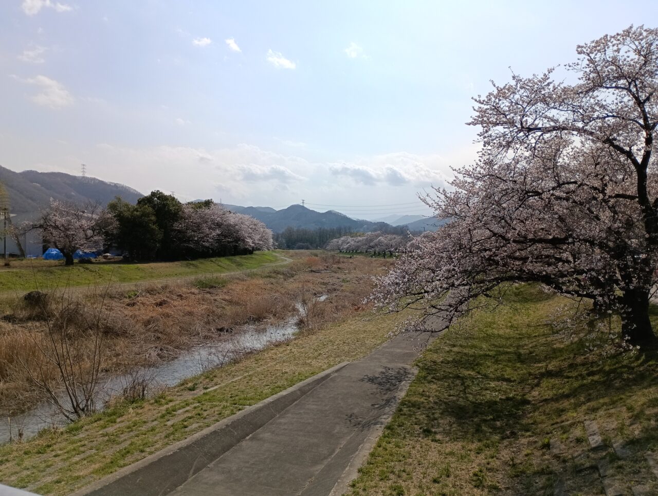 2026こだま千本桜まつり