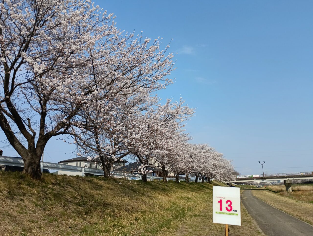 2026こだま千本桜まつり