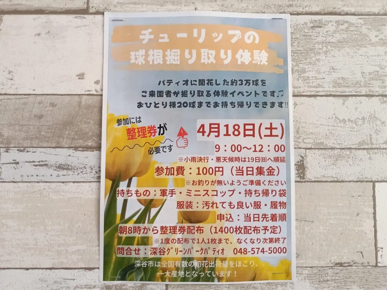 2026パティオチューリップ球根