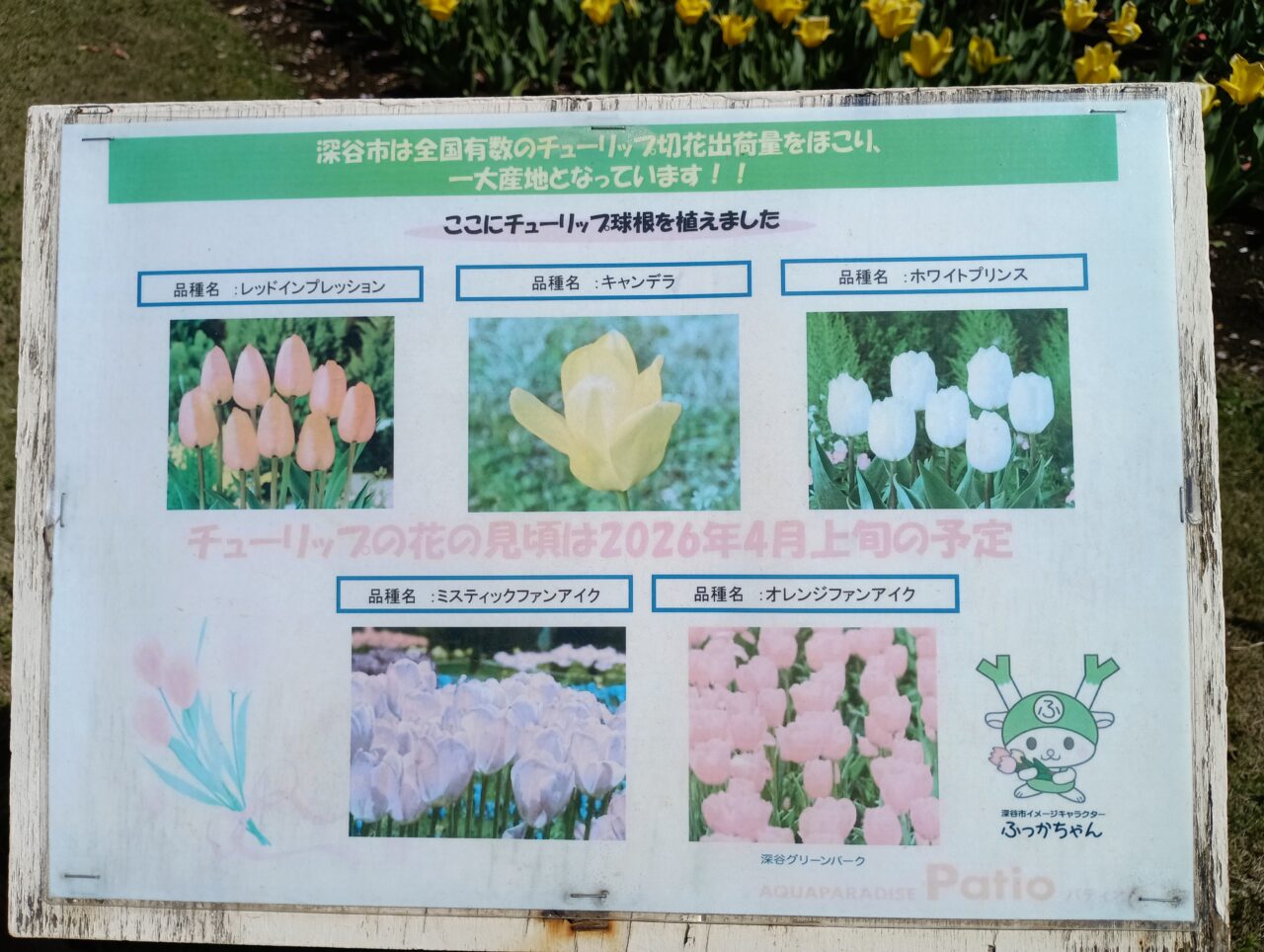 2026パティオチューリップ球根