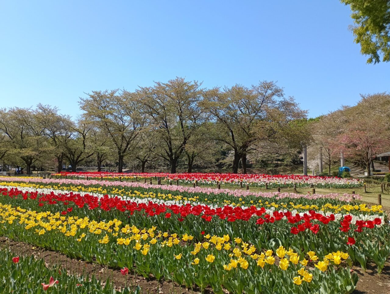 2026パティオチューリップ球根