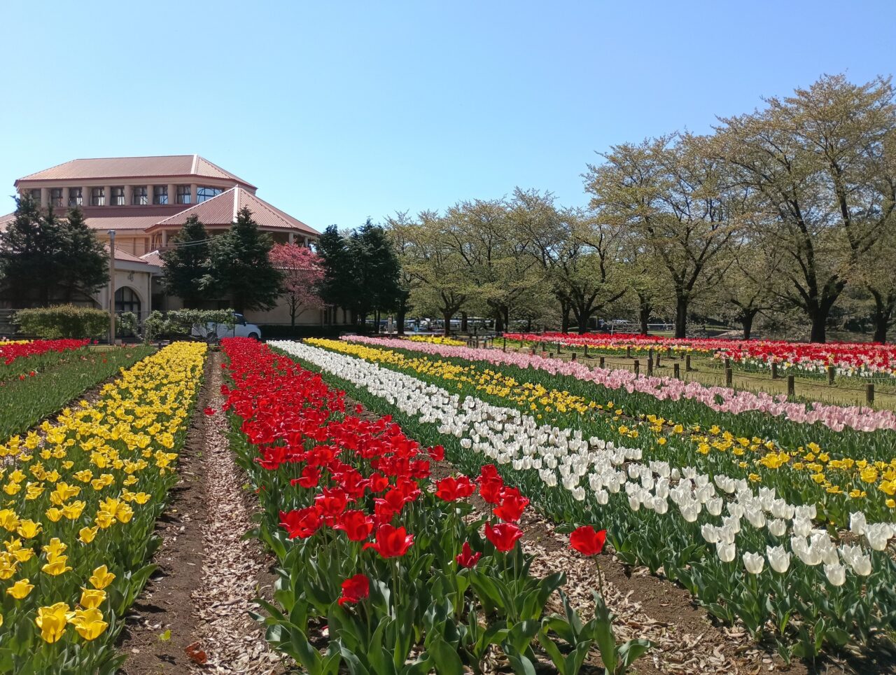 2026パティオチューリップ球根