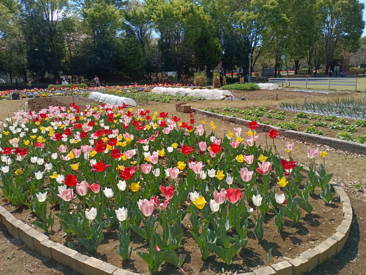 2026パティオチューリップ球根