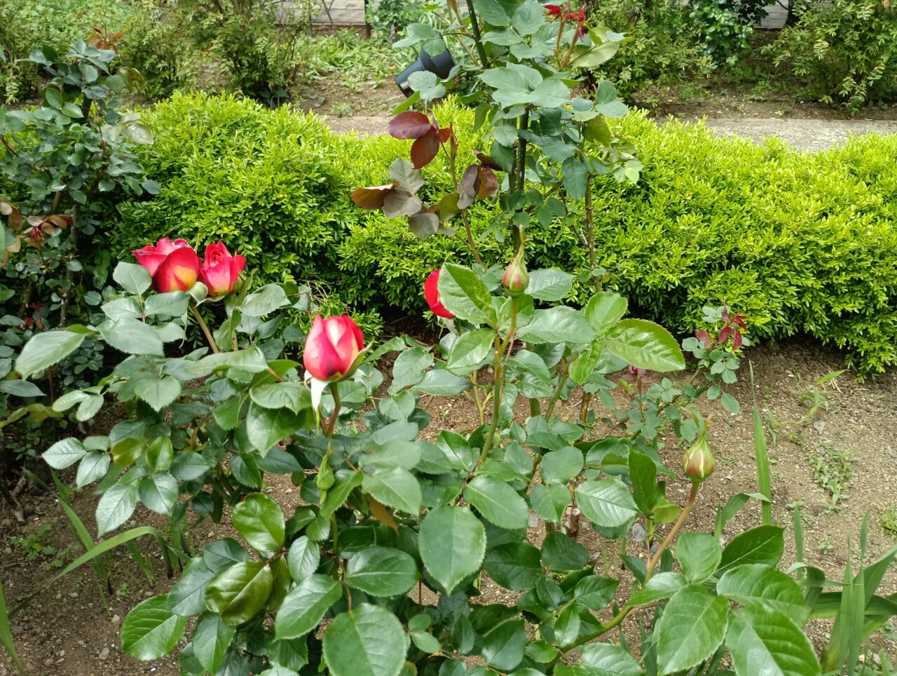 2026花園フォレストGW