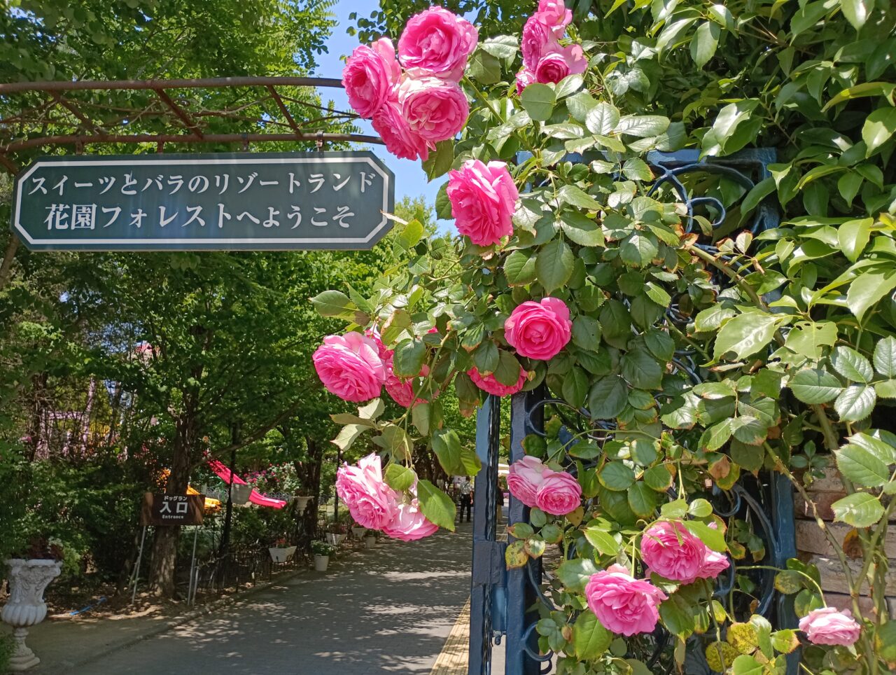 202605花園フォレストスイーツ&薔薇