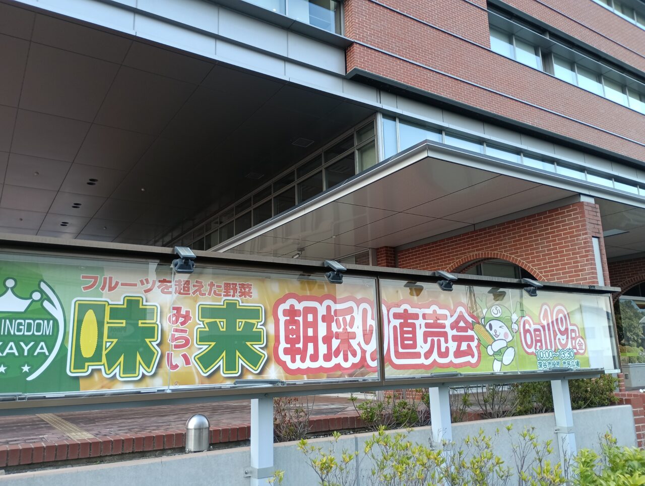 2026深谷市役所とうもろこし直売