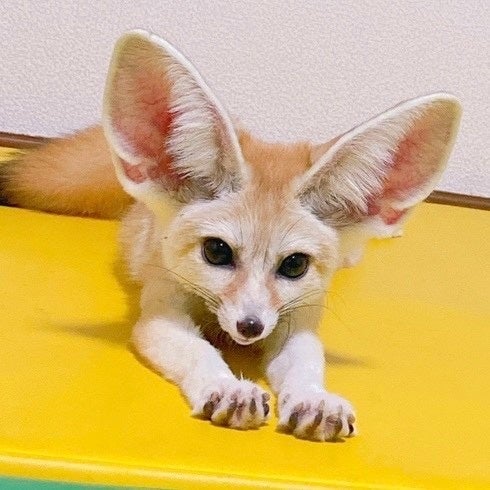 2026アウトレット「トワイライト動物園」