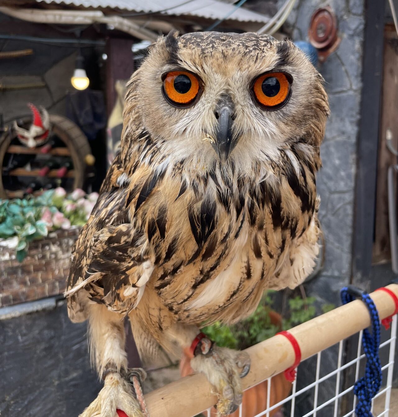 2026アウトレット「トワイライト動物園」